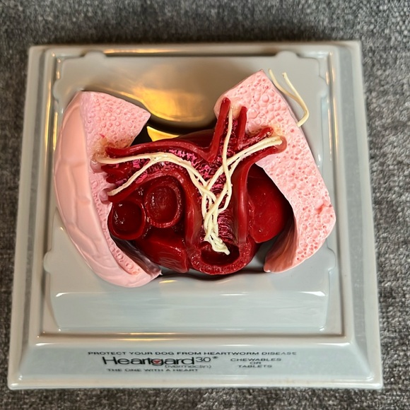 New Heartworm Model - Picture 6 of 8